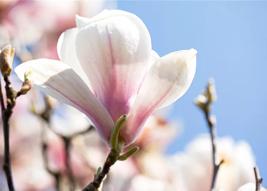 Magnolia x soulangiana