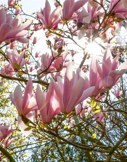 Magnolia x soulangiana