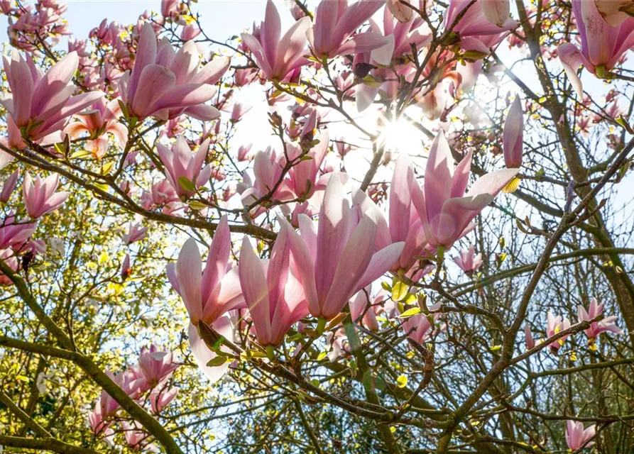 Magnolia x soulangiana