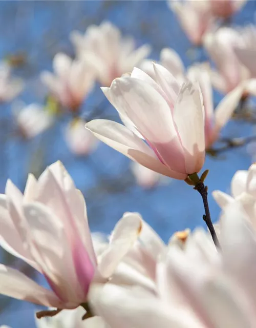 Magnolia x soulangiana