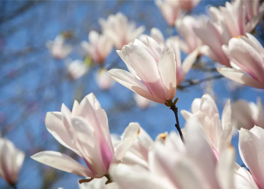 Magnolia x soulangiana