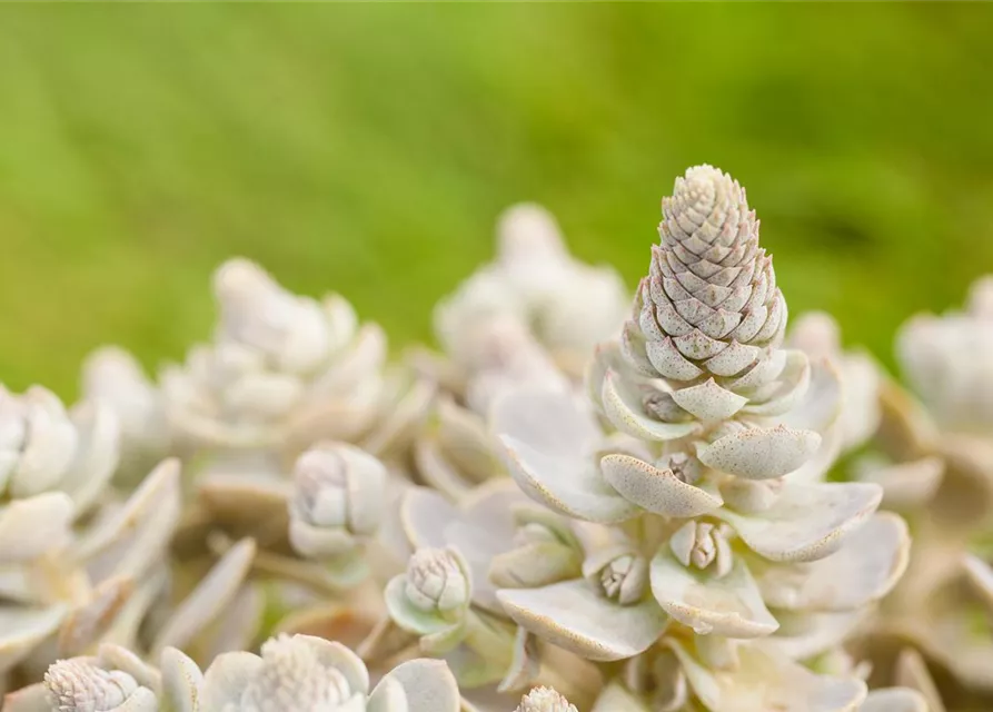 Orostachys iwarenge