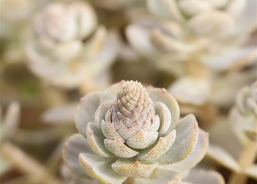 Orostachys iwarenge