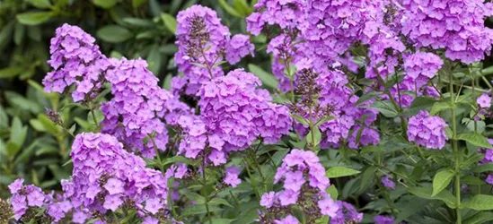 Phlox paniculata