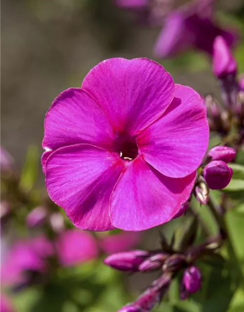 Phlox paniculata