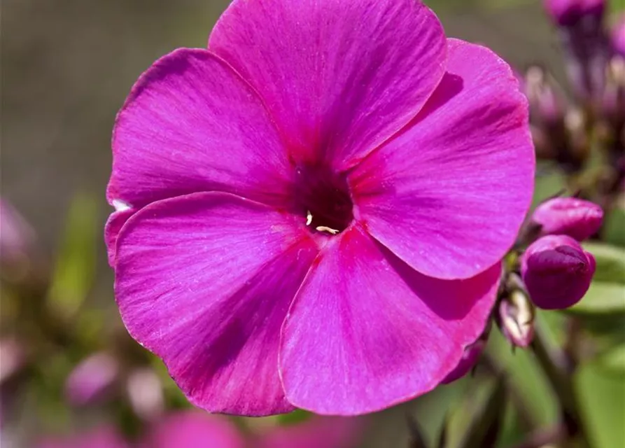 Phlox paniculata