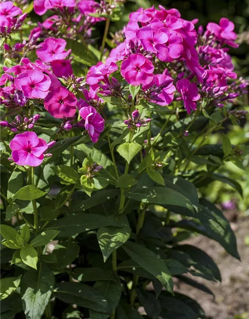 Phlox paniculata