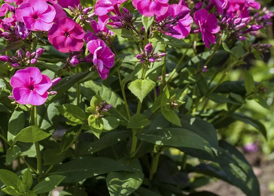 Phlox paniculata