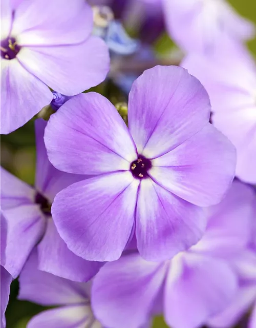 Phlox paniculata