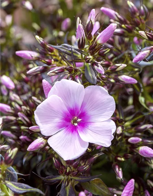 Phlox paniculata