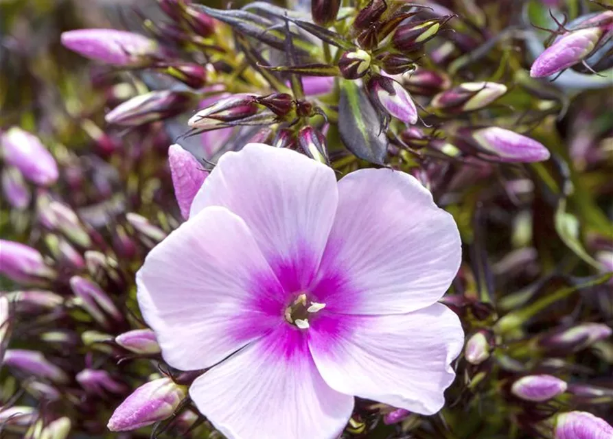 Phlox paniculata