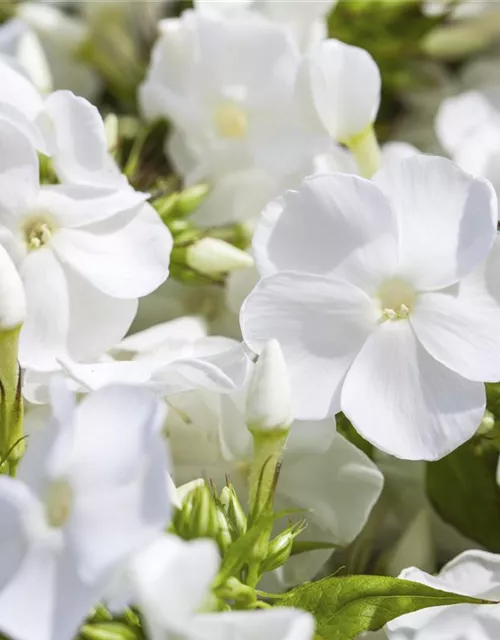 Phlox paniculata