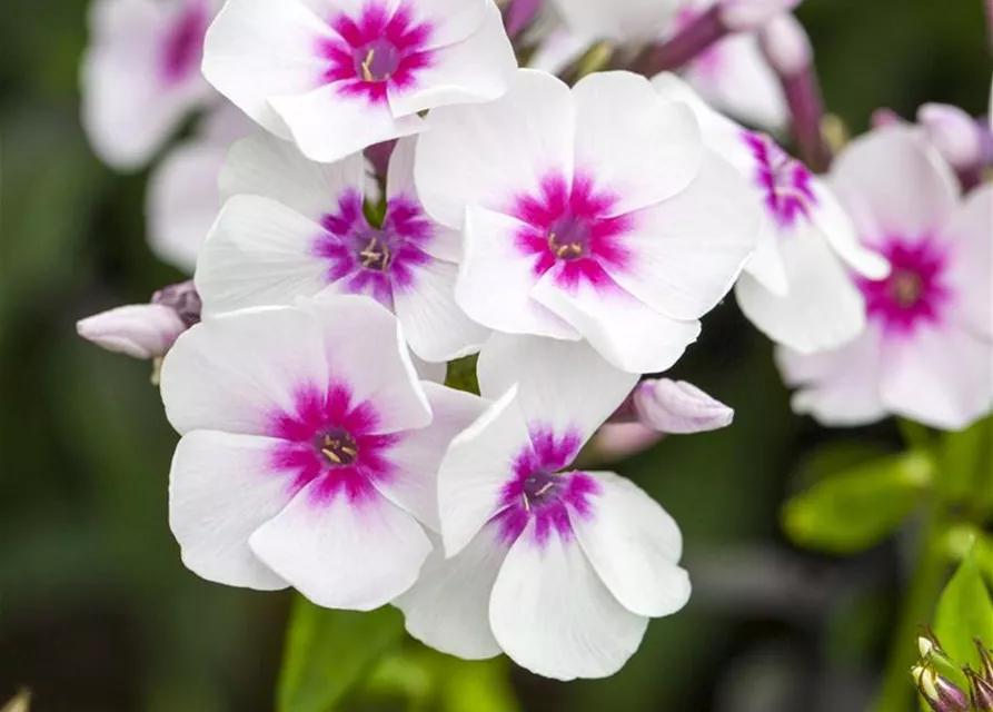 Phlox paniculata