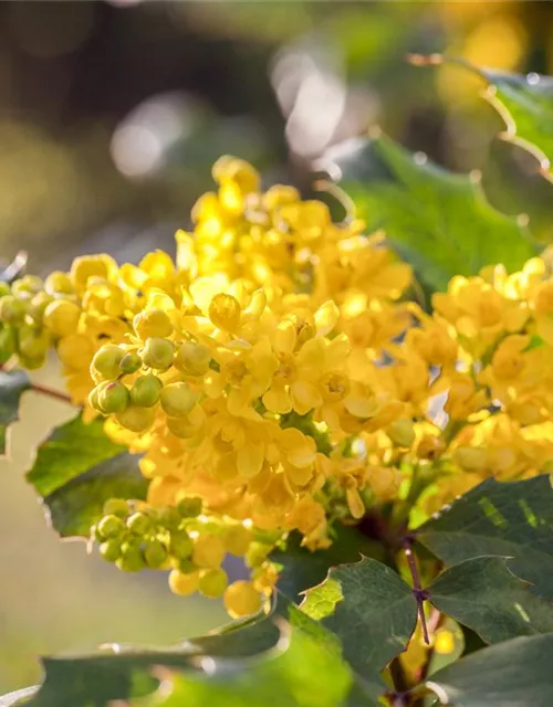 Mahonia aquifolium