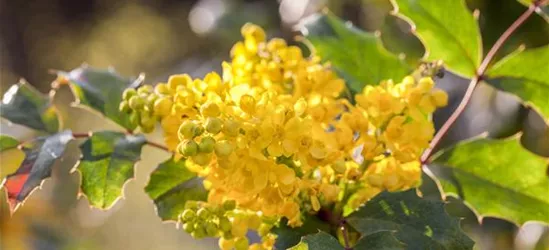 Mahonia aquifolium