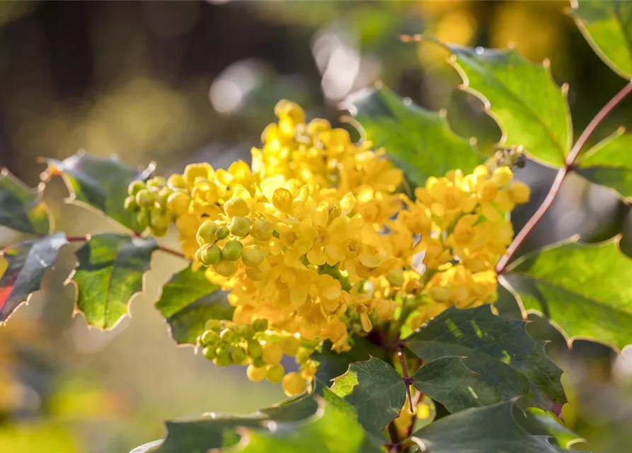 Mahonia aquifolium