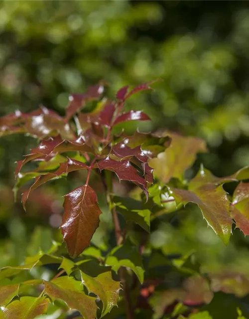 Mahonia aquifolium