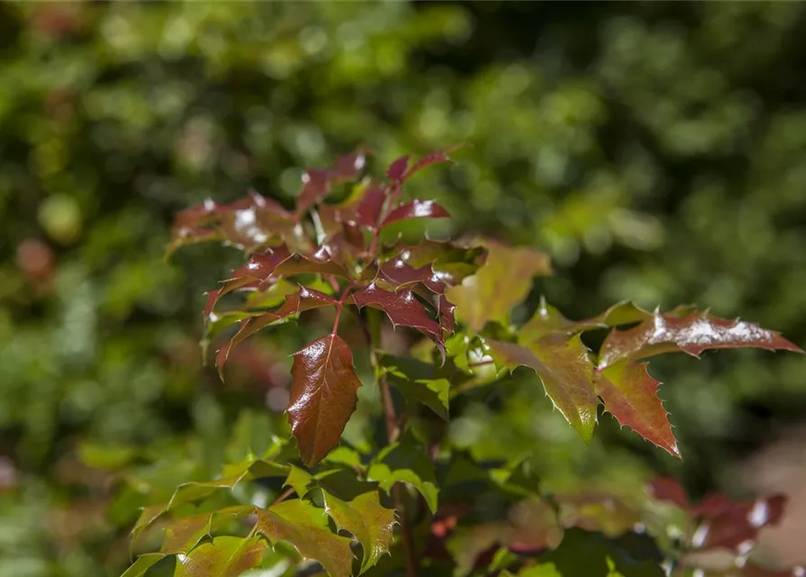 Mahonia aquifolium