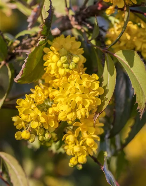 Mahonia aquifolium