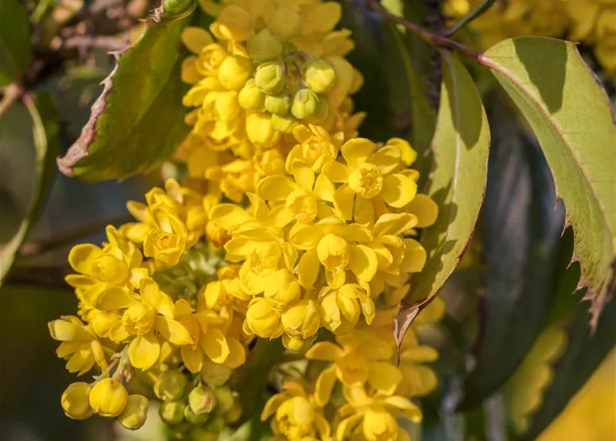 Mahonia aquifolium