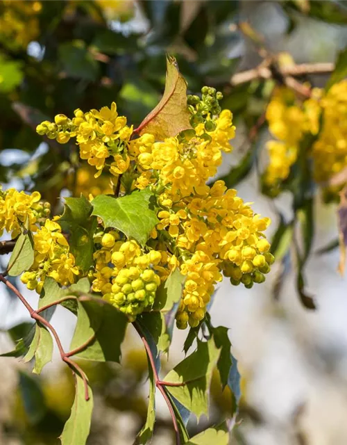 Mahonia aquifolium