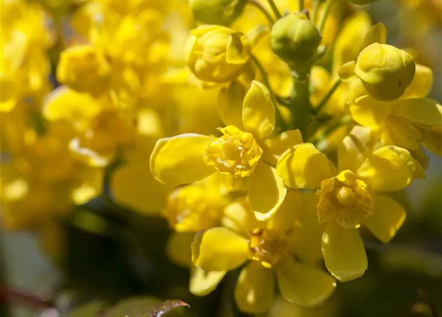 Mahonia aquifolium