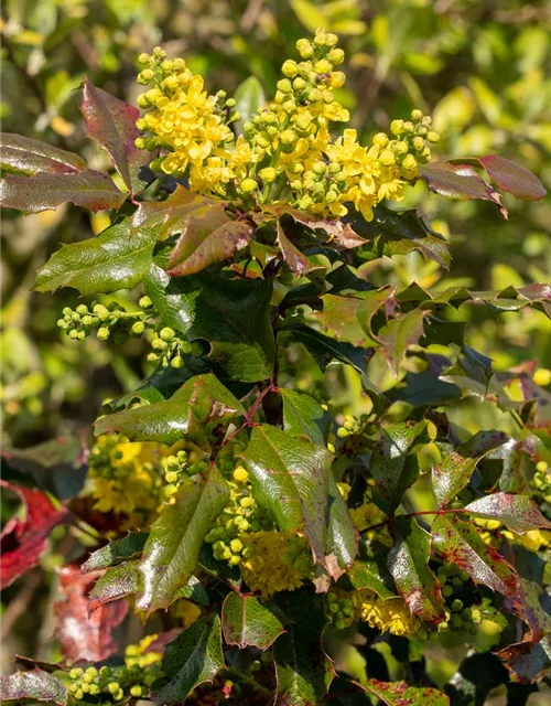 Mahonia aquifolium