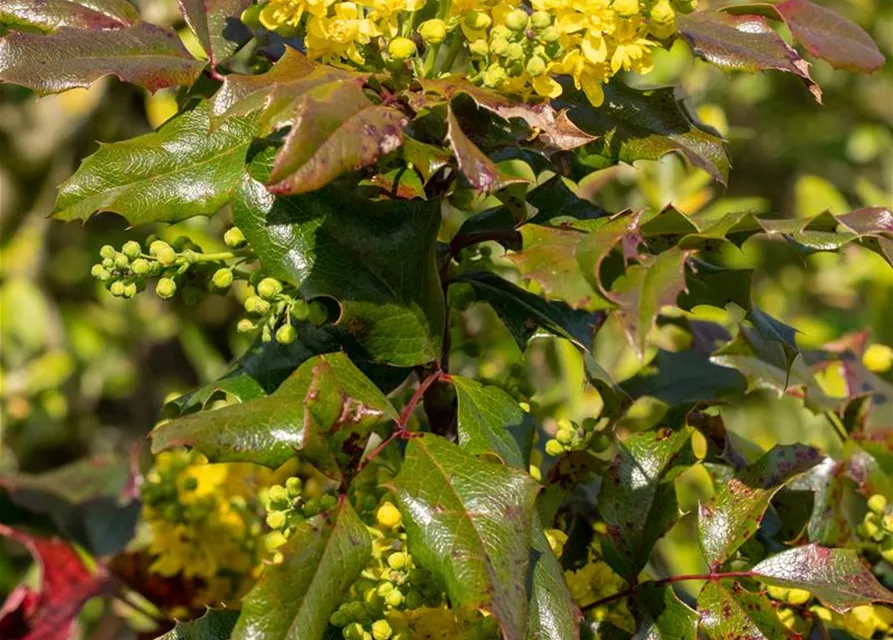 Mahonia aquifolium