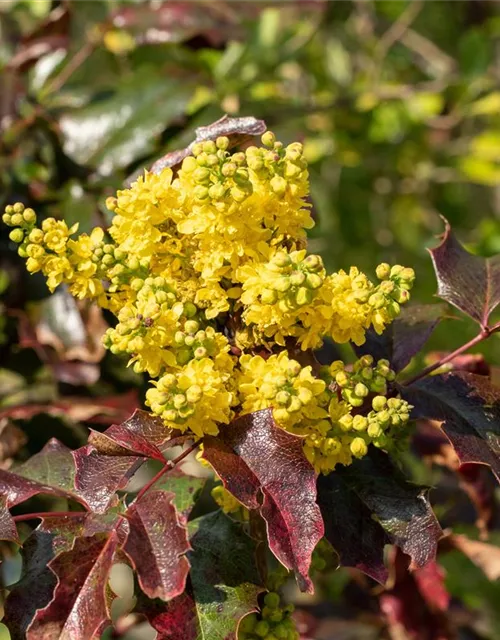 Mahonia aquifolium