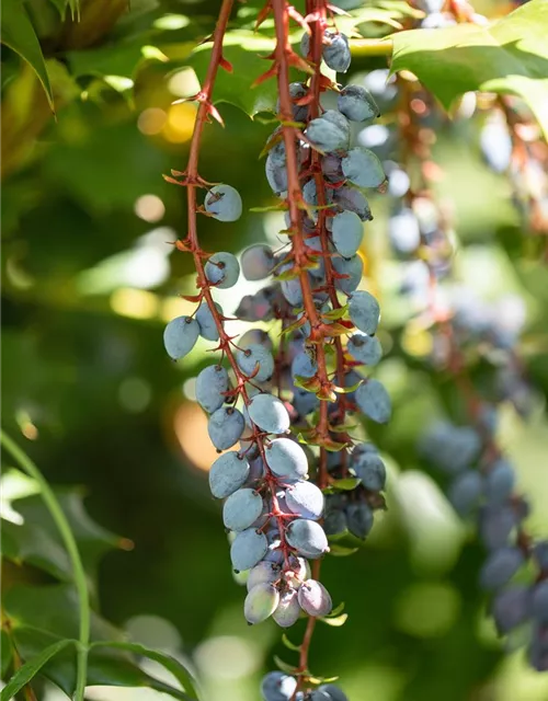 Mahonia aquifolium