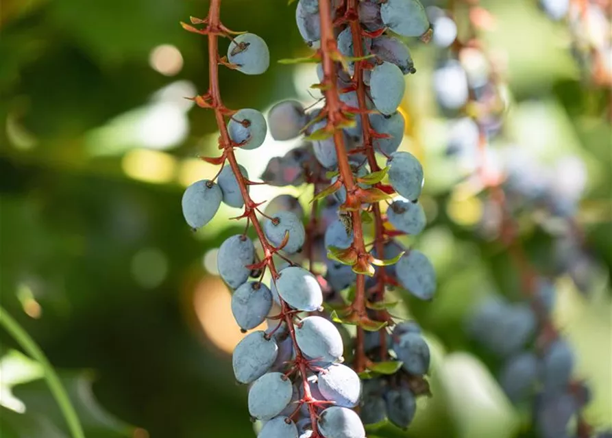 Mahonia aquifolium