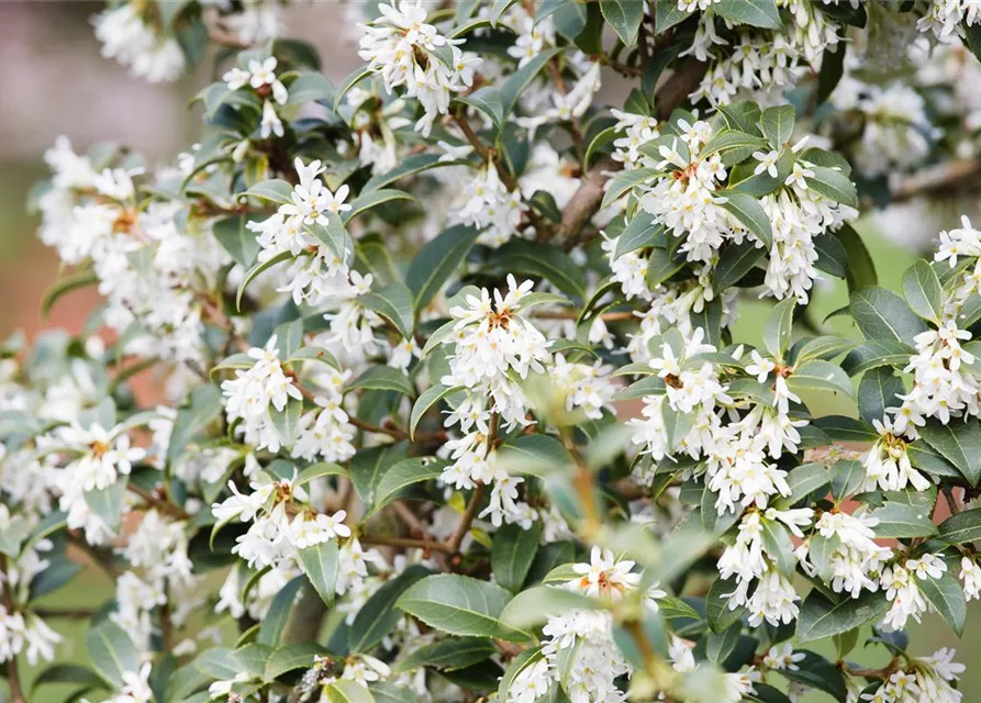 Osmanthus burkwoodii