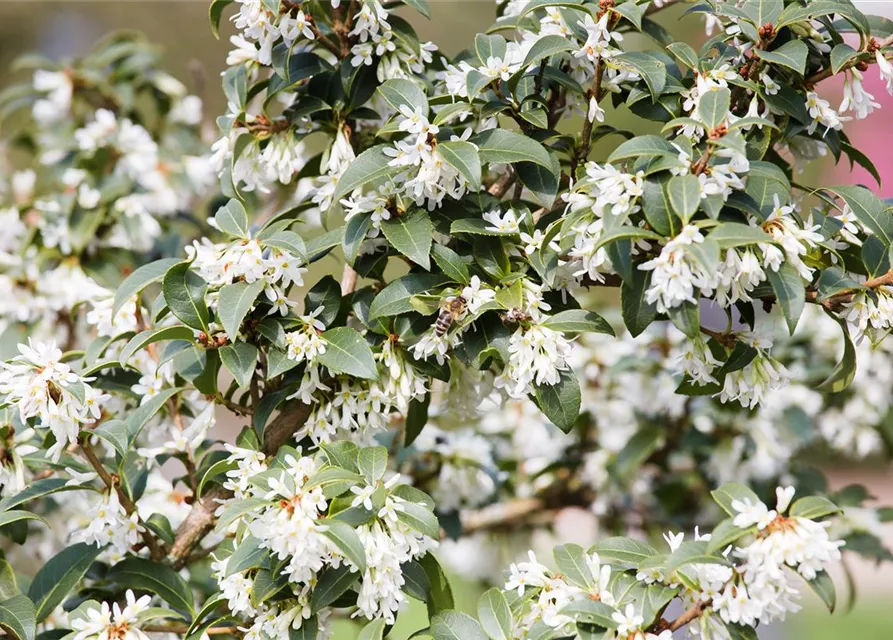 Osmanthus burkwoodii