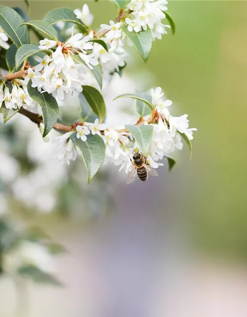 Osmanthus burkwoodii