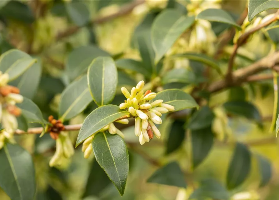 Osmanthus burkwoodii