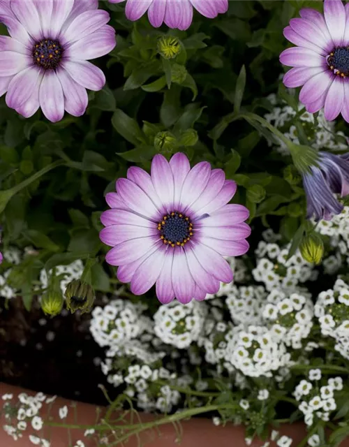 Osteospermum ecklonis