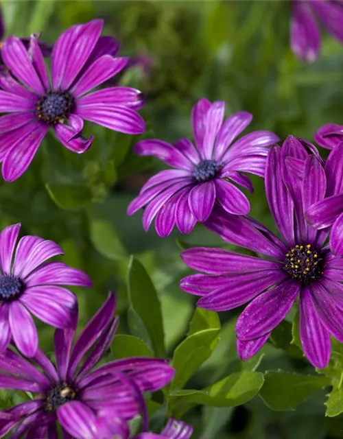 Osteospermum ecklonis