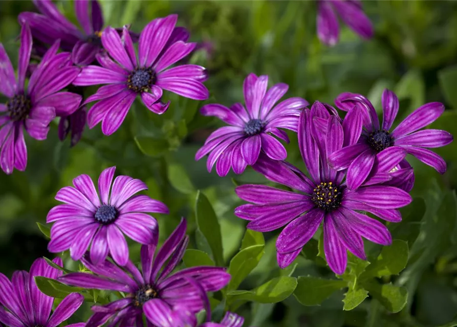 Osteospermum ecklonis