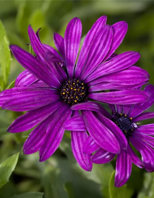 Osteospermum ecklonis