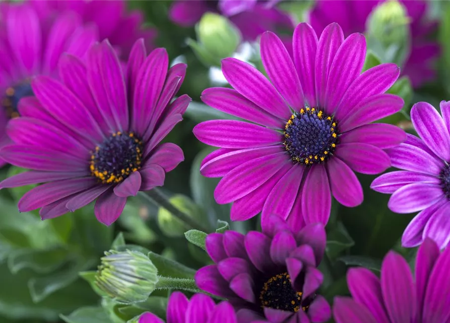 Osteospermum ecklonis