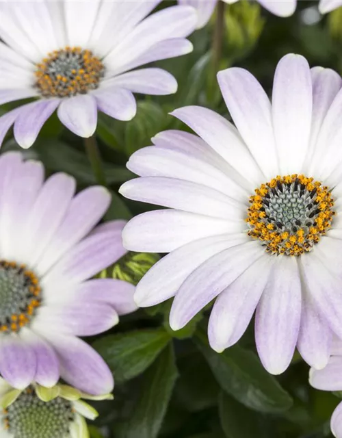 Osteospermum ecklonis