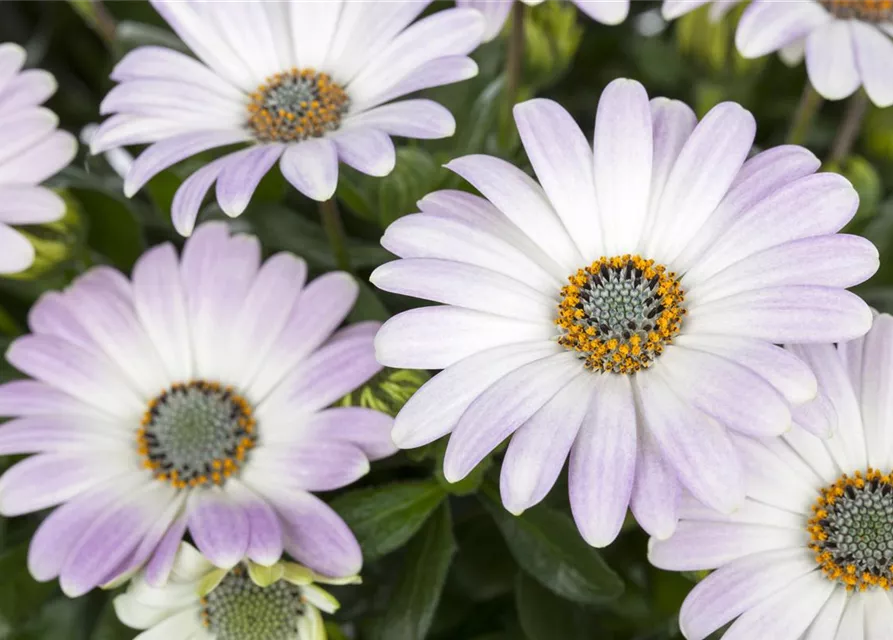 Osteospermum ecklonis