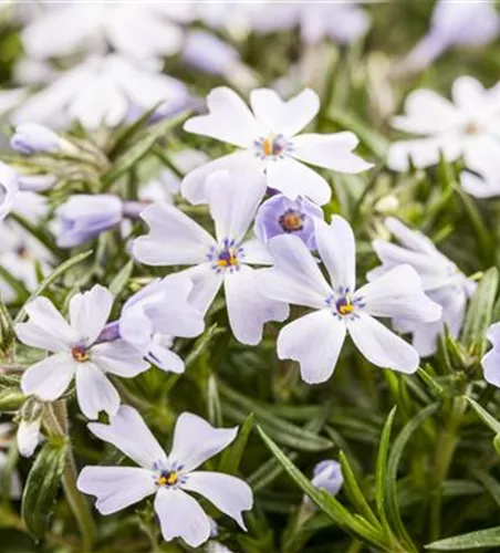 Phlox subulata