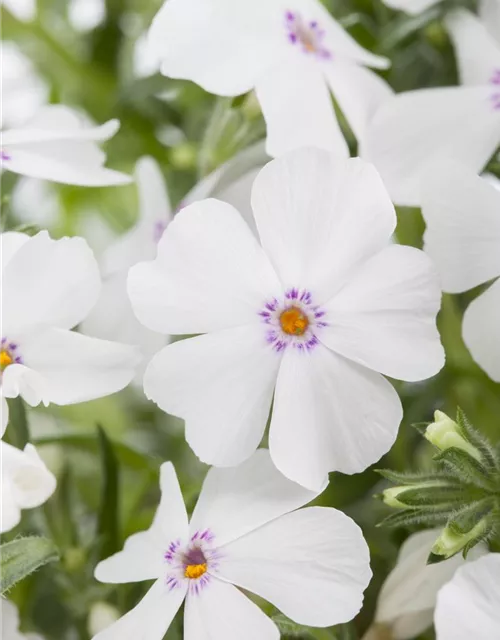 Phlox subulata