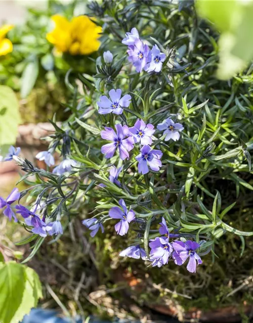 Phlox subulata