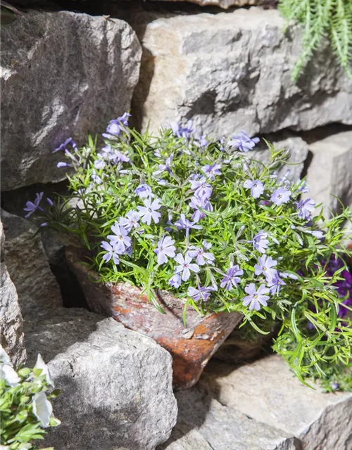 Phlox subulata