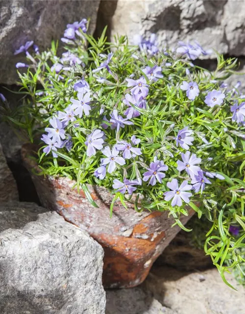 Phlox subulata