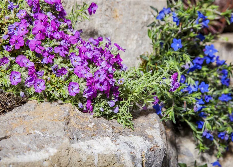 Phlox subulata