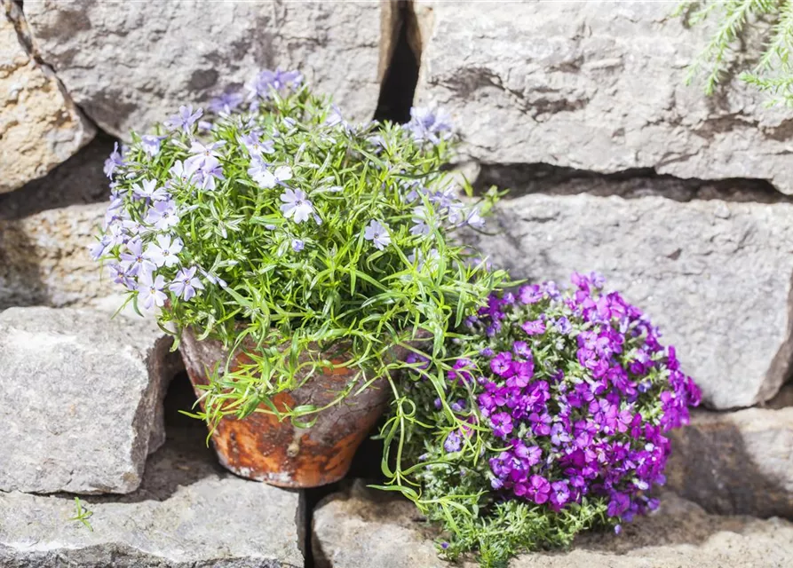 Phlox subulata