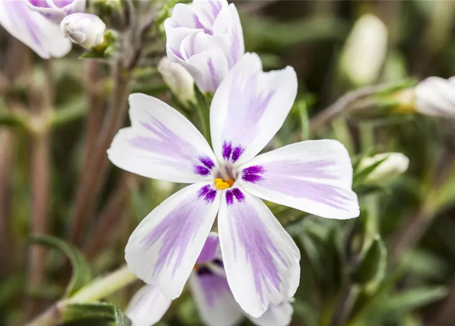 Phlox subulata